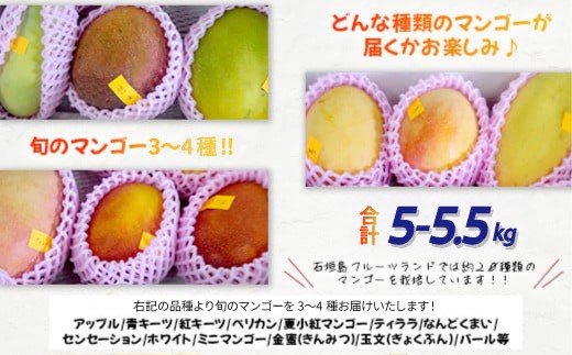 【先行予約】産地直送！石垣島産 マンゴー 食べ比べセット4～4.5kg (３～４種) (2024年6月中旬～8月下旬発送) IF-8 約5~5.5kg (3～4種)