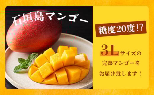 【先行予約】《2026年6月下旬～7月下旬発送》 最高糖度20度！？ 完熟！3Lサイズ 石垣島マンゴー 2玉約900g【沖縄 石垣島 石垣 八重山 マンゴー 完熟マンゴー 期間限定 数量限定 沖縄県 石垣島産 】TF-5-1_R8