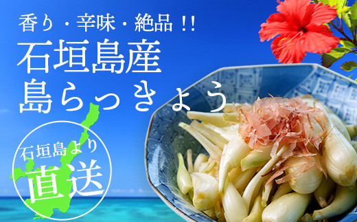 石垣島産 島らっきょう 4000g ＜2026年4月発送予定＞ | 沖縄 石垣 野菜 らっきょう 島らっきょう 4kg 産地直送 SI-103