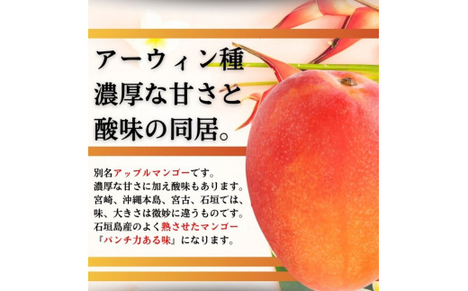 ＜先行予約＞ 石垣島産 完熟マンゴー 約2kg (3～6個入り) 化粧箱入り ＜2026年7月中旬以降発送＞ | 完熟マンゴー 産地直送 沖縄 石垣 フルーツ マンゴー アップルマンゴー 完熟マンゴー SI-056