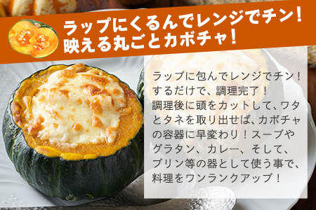 高級カボチャ「栗五郎」サイズ色々2-5個、お得セット！農薬を使わないシリカ水栽培 (1月～5月順次発送) OI-13