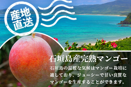 ［予約受付］美ら姫マンゴー2ｋｇ（完熟・アーウィン種）≪2026年7月中旬～順次発送≫ CB-2