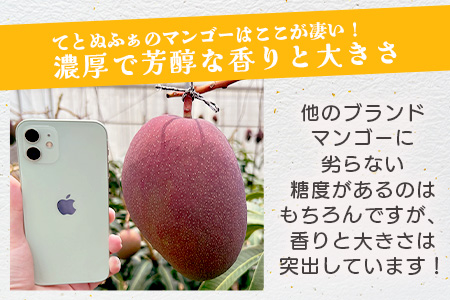 《2025年7月以降発送》最高糖度20度！？ 完熟！3Lサイズ 石垣島産冬眠マンゴー TF-17-1_R8