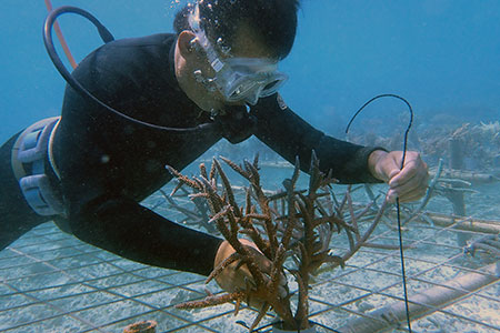 さんごの楽園プロジェクト(さんごの苗植え付け2本) SY-1