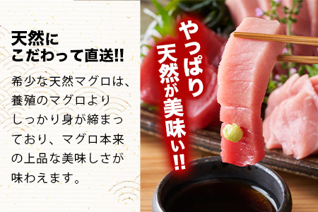 【先行予約】YE-01 石垣島産 天然本マグロ600g（まぐろ赤身・中トロ・大トロのミックスセット ）ヤエスイ マグロ船直送【2025年6月下旬より順次発送】