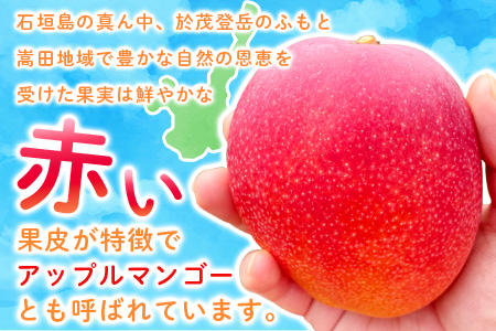 ＜先行予約＞「マンゴー」 ⽯垣島ど真ん中 まるま〜さん マンゴー 1kg (2～3玉) ≪2026年7月頃より順次発送予定≫ (アーウィン種)【 産地直送 マンゴー アーウィンマンゴー アップルマンゴー 沖縄県 八重山 石垣産 アーウィン種 マンゴー フルーツ 果物 】 IT-1
