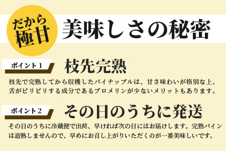 《2026年4月～7月順次発送》枝先完熟 てのひらピーチパイン 1kg (SSサイズ2個) 希少！濃厚！【 沖縄 石垣市 石垣島 希少 完熟 パイナップル パイン ピーチパイン パイン てのひらパイン 産地直送 離島のいいもの 沖縄いいもの石垣島 】OI-2