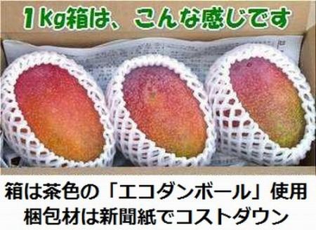 【予約受付】石垣島産 《訳あり・ご自宅用マンゴー》 約1kg エコ箱入り（2～4個入り）2025年6月末〜7月下旬発送 SI-29-2