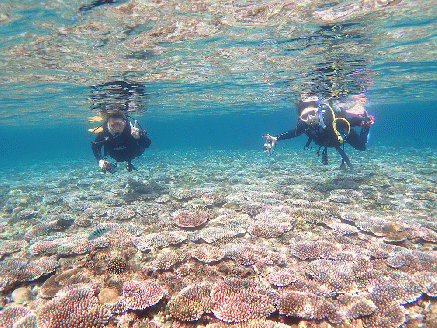 ファンダイビング利用券　石垣島のマンタ・サンゴ・ウミガメに会いに行こう YD-1-1