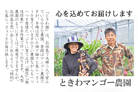 【先行受付】島らっきょう 生 土付き １kg《2026年2月上旬～3月下旬発送予定》沖縄 石垣島 農家直送【野菜 らっきょう 島らっきょう おつまみ 採れたて 漬物 天ぷら】TK-7