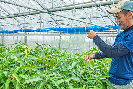 【限定1名様】「マンゴーの樹」収穫オーナー 権利(1年間)【マンゴー 120玉(目標値)「100玉最低保証」】KB-25