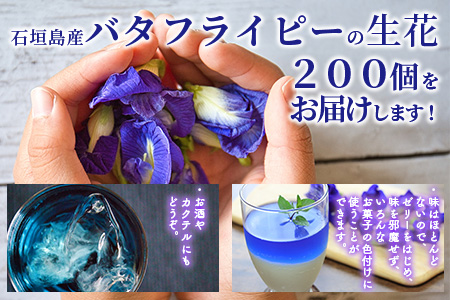 希少！採れたて新鮮！八重咲バタフライピーの生花（食用花、生ハーブ）特別栽培、栽培期間中農薬不使用 ３月～順次発送 OI-8