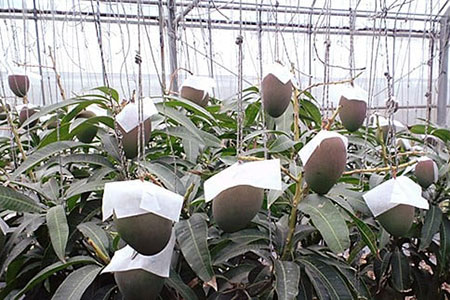 IF-3【2025年発送 予約受付分】マンゴー(アーウィン種) 8～12玉