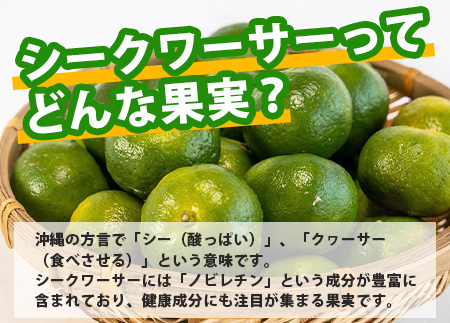 【先行予約】 ≪2026年8月以降順次発送≫こだわりの青切りシークワーサー 900g 約30～40個 【 産地直送 沖縄 石垣島 石垣 八重山 シークワーサー 柑橘 フルーツ くだもの 果物 】TF-007 900g 約30～40個