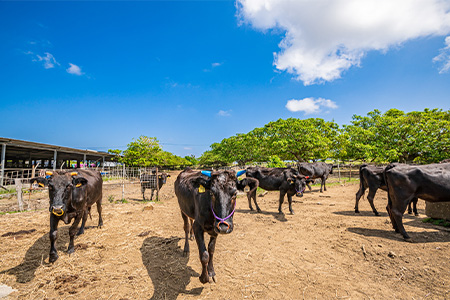 【産地直送】石垣の恵 石垣牛 サーロインステーキ 200g×2【合計400g】【日本最南端の黒毛和牛】KB-99