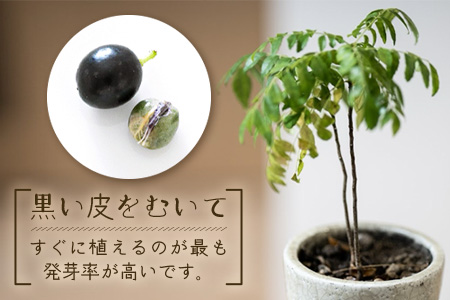 カレーリーフの種　15粒【 沖縄 石垣島 香辛料 種 無農薬 無肥料 】CS-4