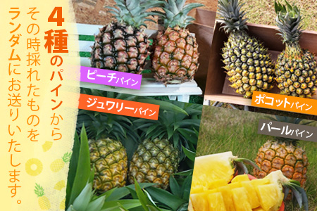 【予約受付】【KABIRAパイナップル2玉1kg以上】♪品種は届いてのお楽しみ♪《2025年5月以降順次発送》MF-1