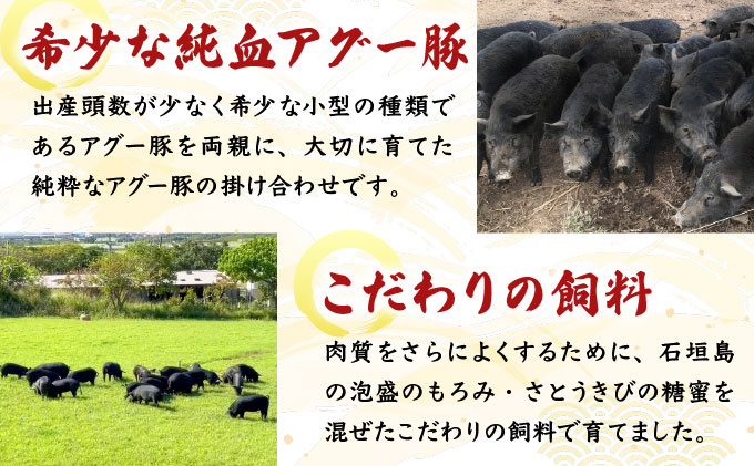 満天アグーお肉ゴロゴロカレー230g×3袋 SM-001