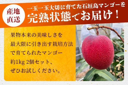 《2026年6月下旬～7月下旬発送》【先行予約】「マンゴー」最高糖度20度！？ 完熟の極！石垣島マンゴー 2玉約900g【贈答向け】【 沖縄 石垣島 石垣 八重山 マンゴー 完熟マンゴー 期間限定 数量限定 贈答 】TF-6-1_R8