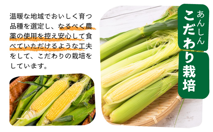 【先行予約2025年12月-2026年4月】 1番遅くて1番早い_ 朝採れプレミアムヤングコーンを皮付きのまま20本お届け！！