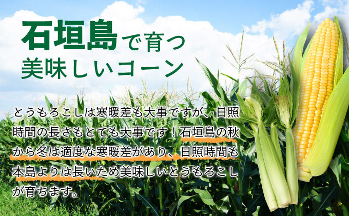【先行予約2025年1月-5月配送】1番遅くて1番早い_ プレミアムヤングコーンとスイートコーンのよくばり定期便！！朝採れを皮付きのままお届け！！