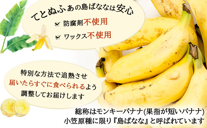 【先行予約 2026年5〜10月順次発送】バナナ好きに届けたい！！完全無農薬栽培 もっちり食感がやみつきの希少な国産『プレミアム島ばなな』贅沢に1房丸ごと約1kgお届け！！