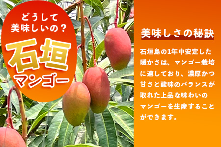 2026年発送分【先行予約】石垣島産《樹齢30年》マンゴー (アーウィン種) 約1kg(2～3玉) 《2026年7月以降より順次発送》石垣さんちの石垣トロピカルファーム TP-1 約1kg（2～3玉）