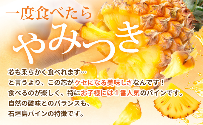 【先行予約】《2025年夏季 順次発送》石垣島産・スナックパイン、ずっしりの「大玉」3個入り SI-26-1