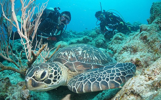 体験ダイビング利用券　石垣島のマンタ・サンゴ・ウミガメに会いに行こう YD-2-1
