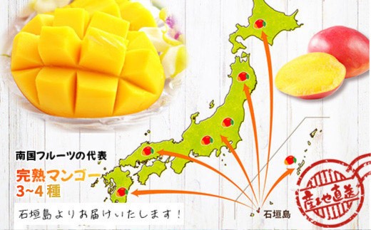 【先行予約】産地直送！石垣島産 マンゴー 食べ比べセット4～4.5kg (３～４種) (2024年6月中旬～8月下旬発送) IF-8 約5~5.5kg (3～4種)