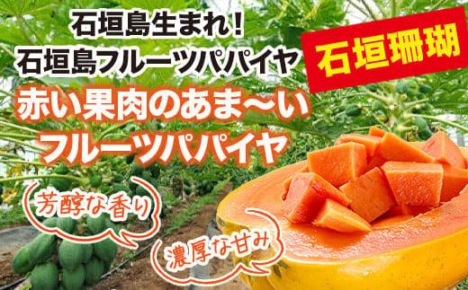 フルーツパパイヤ 3kg | パパイヤ フルーツパパイヤ 果物 くだもの フルーツ 果実 国産  沖縄県 沖縄 石垣 石垣島 石垣市 3kg