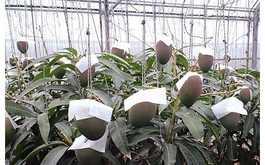 ＜先行予約＞石垣島産マンゴー (アーウィン種) 2～3玉 約1kg | マンゴー アップルマンゴー 沖縄県 IF-1 2～3玉 約1kg