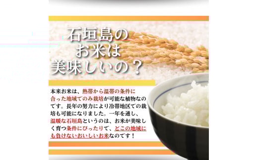 【石垣島産ひとめぼれ】日本最南端の日本一早い新米・10kg　【 沖縄県 石垣市 米 お米 新米 5kg×2袋 】SI-59-1