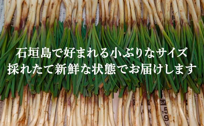 ≪2026年2月下旬～5月下旬発送≫採れたて島らっきょう 2kg 【 沖縄県 石垣市 野菜 らっきょう 島らっきょう おつまみ 採れたて 料理 漬物 天ぷら おかぴ農園 産地直送 】OK-03 2kg
