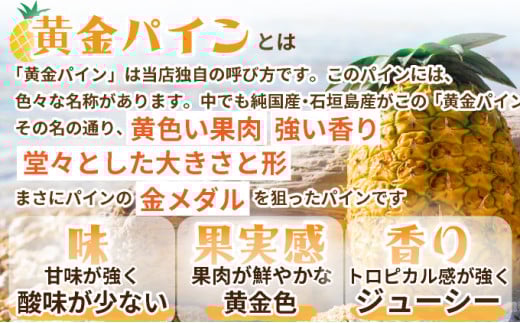 ＜先行予約＞ 石垣島産 黄金パイン 大玉 2玉 約3.0kg ＜2026年7月以降発送＞【 産地直送 沖縄 石垣 フルーツ パイナップル パイン 黄金パイン 】 SI-051 大玉 2玉 約3.0kg