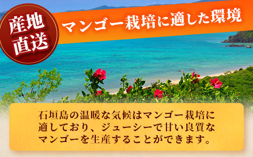 ＜先行予約＞ 石垣島産マンゴー (アーウィン種) 約1kg (2～3玉) 贈答用 ＜2026年6月順次発送＞ | ふるさと納税 マンゴー フルーツ 果物 アップルマンゴー アーウィン 贈答 JAおきなわ JA 沖縄県 石垣市 石垣島 ふるさと 人気 送料無料 AE-5-1