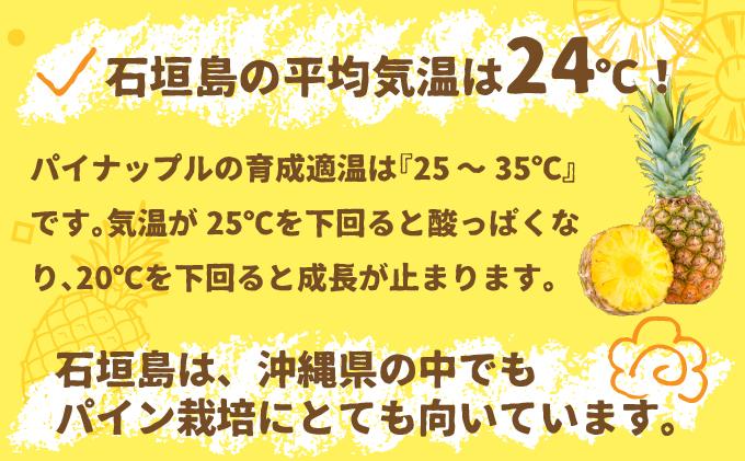 ＜先行受付＞石垣パイン ハワイ種 6個セット＜2026年7月上旬発送＞ | パイナップル パインアップル 石垣島パイン フルーツ 果物 くだもの 南国フルーツ 国産パイン MI-7-1 6個(約8kg)
