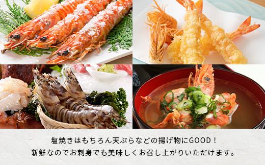 活車えび 1kg【季節限定】50尾前後 沖縄県 石垣島 石垣市 活き くるまえび 車エビ BE-3 1kg 50尾前後