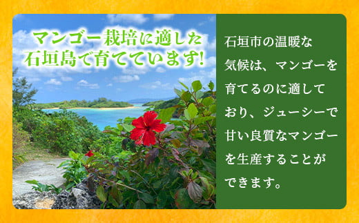 《2025年7月下旬～8月下旬発送》【先行予約】最高糖度23度！？ 完熟！7Lサイズ 幻のキーツマンゴー【贈答向け】【沖縄 石垣島 石垣 八重山 マンゴーキーツマンゴー 期間限定 数量限定 沖縄県 石垣島産 完熟】TF-4-1