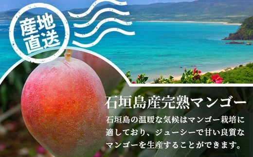 ［予約受付］美ら姫マンゴー2kg（完熟・アーウィン種）≪2026年7月中旬～順次発送≫【 産地直送 沖縄県 石垣市 マンゴー フルーツ 果物 南国 石垣島 】CB-2 2kg