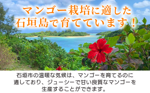《2026年7月以降発送》最高糖度20度！？ 完熟！3Lサイズ　石垣島産冬眠マンゴー 【 沖縄 石垣 数量限定 フルーツ マンゴー 冷凍 完熟 真空 】TF-17-1_R8