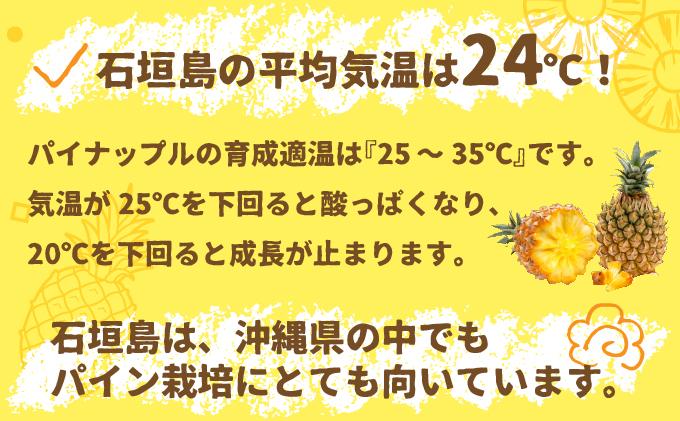 ＜先行受付＞ 石垣パイン 3個セット ボゴール種 ＜2026年5月初旬以降発送＞ | パイナップル パインアップル 石垣島パイン フルーツ 果物 くだもの 南国フルーツ 国産パイン MI-004 3個セット（約3kg）