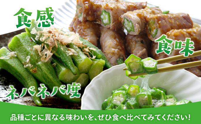 ＜5～12月発送＞ 石垣島産 オクラ 食べ比べセット10本入り×10袋 (3種類～) | 沖縄県 石垣市 沖縄 石垣 石垣島 希少 おくら オクラ 野菜 採れたて フレッシュな野菜 夏野菜 南国
