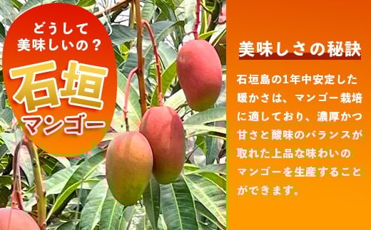 【訳あり】石垣島産 マンゴー (アーウィン種)  9～12玉(箱含め約5kg) 《樹齢30年の木で育ったマンゴー》｜産地直送 沖縄 石垣島 マンゴー  アーウィン マンゴー フルーツ TP-3 【訳あり】約5kg（9～12玉）