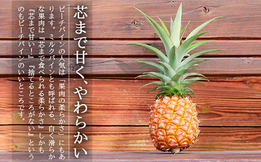 【先行受付】《2026年5月上旬～7月上旬順次発送予定》石垣島産パイナップル（ピーチパイン）3玉入 約2kg（1.7~2.2kg）【産地直送 沖縄県 石垣島 農家直送 パイン フルーツ】TK-10