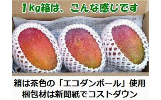 ＜先行予約＞ 石垣島産 《訳あり・ご自宅用マンゴー》 約1kg エコ箱入り (2～4個入り) ＜2026年7月中旬以降発送＞ | マンゴー 沖縄 石垣 規格外 SI-029