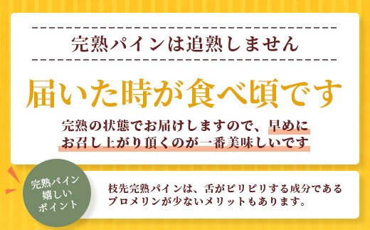 《2026年6月～8月順次発送》【先行受付】希少！濃厚！「枝元完熟・てのひらジュワリーパイン」 【 沖縄県 石垣 石垣島 パイン 果物 フルーツ パイナップル 離島のいいもの 沖縄いいもの石垣島 】OI-5