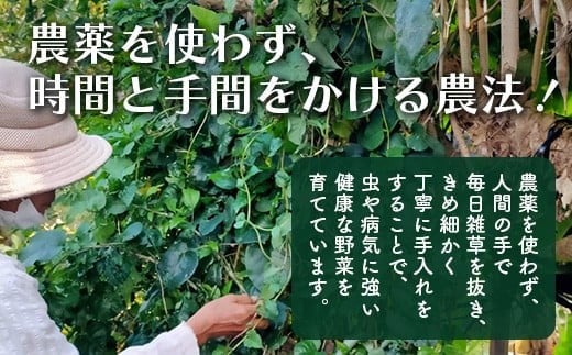 ＜先行予約＞2026年2月順次発送／沖縄の健康長寿の秘訣「琉球百薬（おかわかめ）」10袋！農薬を使わない栽培方法を続けるミネイさんの野菜【 沖縄 石垣島 石垣島産 野菜 農薬不使用 離島のいいもの 沖縄いいもの石垣島 】OI-25