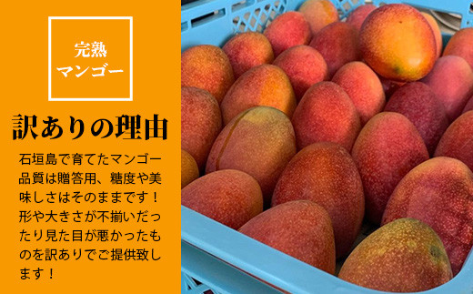 ＜先行予約＞【訳あり】 完熟 マンゴー (約1〜1.2kg 2〜5個)《2026年7月上旬から順次発送》 | ふるさと納税 マンゴー わけあり 不揃い 産地直送 フルーツ 果物 マンゴー 石垣 沖縄 KP-013