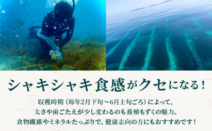 石垣島産・塩もずく（業務用一斗缶・18kg） KS-12